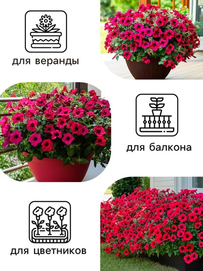 Семена цветов Петуния «Тайдал Вейв Ред Велюр», 5 шт., «Агросидстрейд»