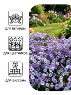 Семена цветов Петуния «Тайдал Вейв Сильвер» F1, 5 шт., «Агросидстрейд» - Фото 3