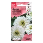 Семена Цветов Цинния "Захара Вайт", 5 шт - Фото 1