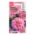 Семена Цветов Цинния "Расберри Риппл", 5 шт - Фото 1