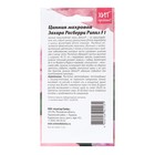 Семена Цветов Цинния "Расберри Риппл", 5 шт - Фото 2