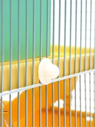 Клетка для грызунов «Пижон», 27×21×31 см, укомплектованная, с замком, жёлтая - Фото 21