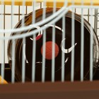 Клетка для грызунов "Пижон", укомплектованная с замком, 27 х 21 х 31 см, коричневая - Фото 7