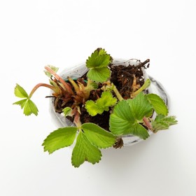 

Саженец Земляники ФРИГО Кори (Cory) A (9-15 мм), 10 шт