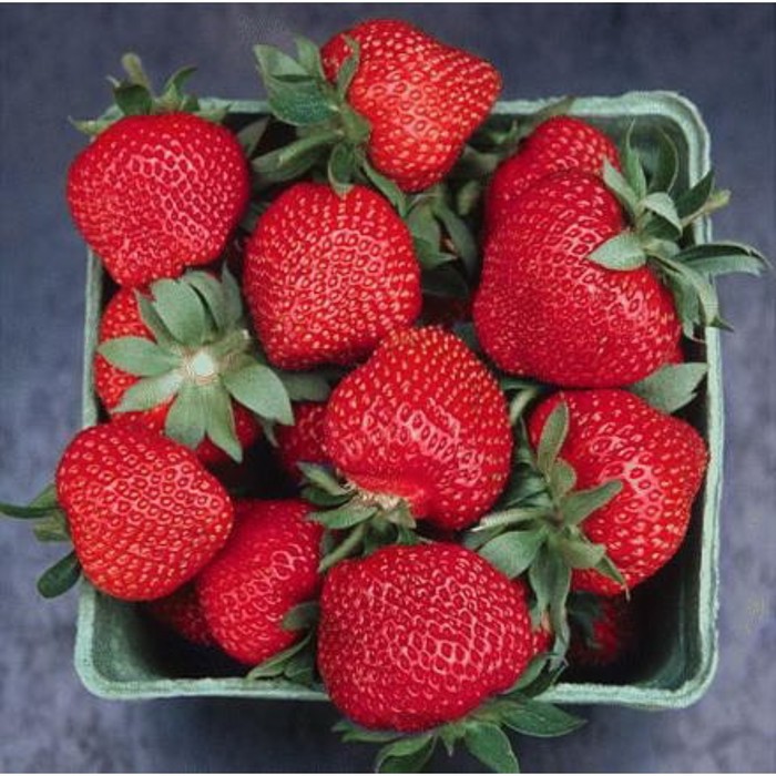 Клубника Венди саженцы купить в Москве и Подмосковье в питомнике