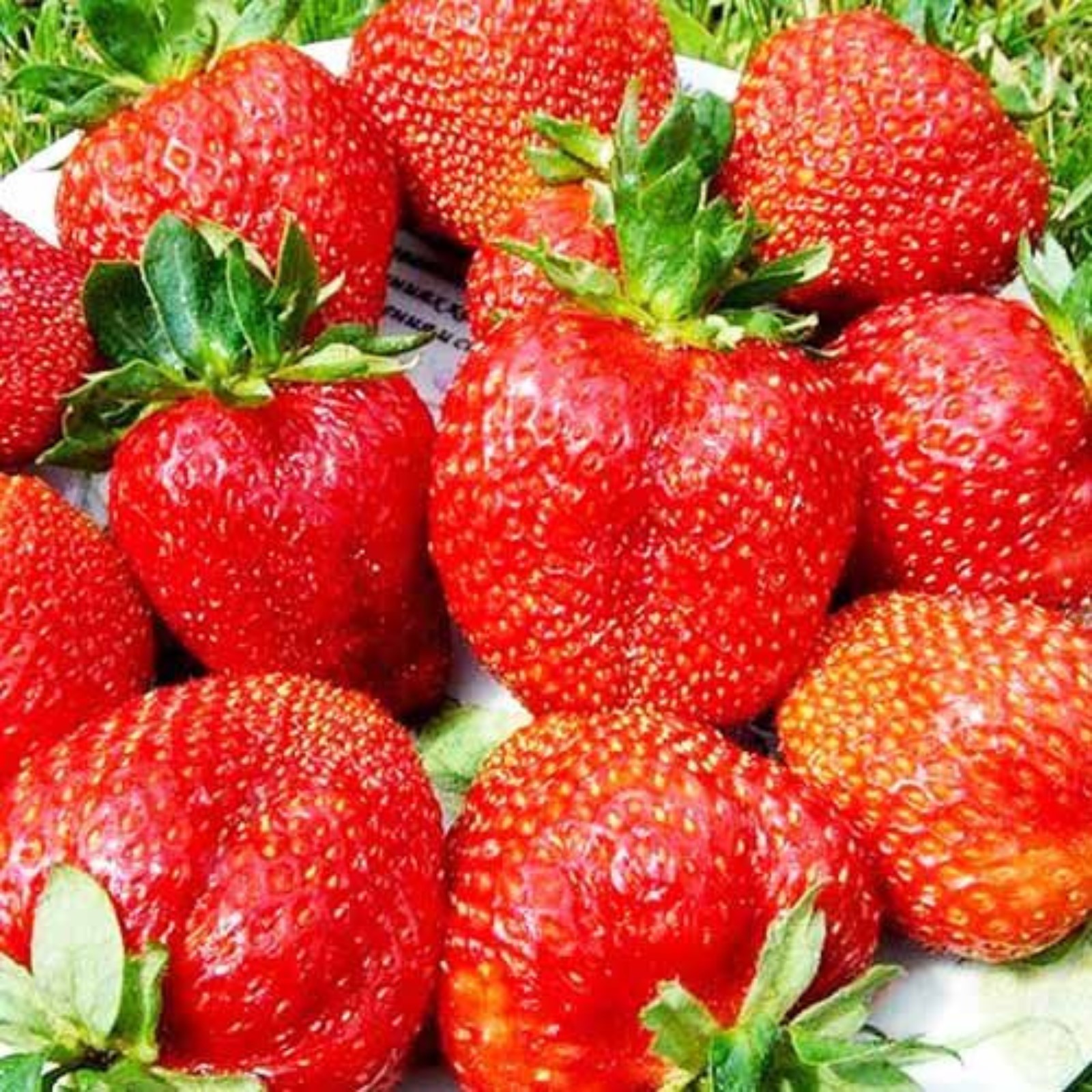 Схема вышивки "ягоды" (№ 14783) - Вышивка крестом