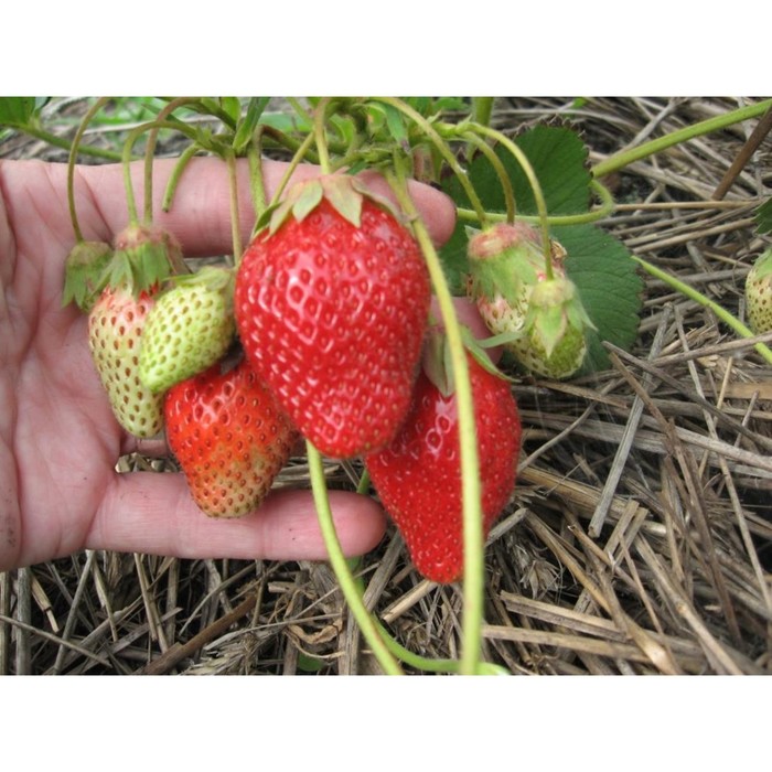 Клубника Онда 5 шт - купить саженцы по выгодной цене 446 р. - популярные сорта и