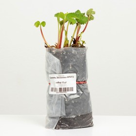 

Саженец Земляники ФРИГО Шарлотта (Charlotte) A+ (15-20 мм), 10 шт