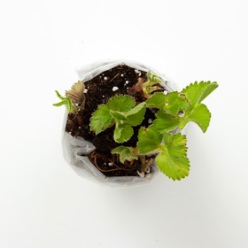 

Саженец Земляники ФРИГО Фраголаурея (Fragolaurea) A (9-15 мм), 5 шт