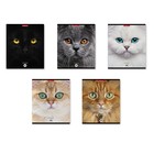 Тетрадь А5 96 листов в клетку, ErichKrause "Cats", обложка мелованный картон, матовая ламинация, выборочный УФ-лак, блок офсет 100% белизна, микс (1 вид в спайке) - фото 301110494