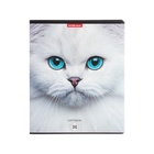 Тетрадь 96 листов в клетку ErichKrause Cats, обложка мелованный картон, матовая ламинация, выборочный УФ-лак, блок офсет 100% белизна, МИКС (1 вид в спай�... - Фото 12