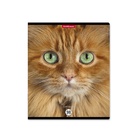 Тетрадь 96 листов в клетку ErichKrause Cats, обложка мелованный картон, матовая ламинация, выборочный УФ-лак, блок офсет 100% белизна, МИКС (1 вид в спай�... - Фото 14