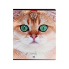 Тетрадь 96 листов в клетку ErichKrause Cats, обложка мелованный картон, матовая ламинация, выборочный УФ-лак, блок офсет 100% белизна, МИКС (1 вид в спай�... - Фото 15