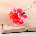 Цветы искусственные «Бегония криспа», h=27 см, d=11 см, ярко-розовые 9351774