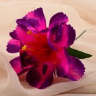 Цветы искусственные "Бегония криспа" d-11 см 27 см, сиреневый - Фото 2