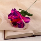 Цветы искусственные «Бегония криспа», h=27 см, d=11 см, сиреневые 9351775