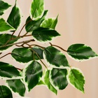 Дерево искусственное «Фикус Бенджамина», h=165 см - Фото 4