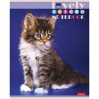 Тетрадь 60 листов в клетку, "Все любят котиков", обложка мелованный картон, блок офсет 65г/м2, 5 видов, МИКС - фото 8877376
