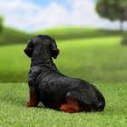 Садовая фигура из полистоуна «Собака такса», 20×20×12 см - Фото 9