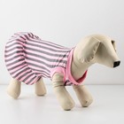 Платье для собак кулирка, XS (ДС 24, ОШ 32-36, ОГ 34-38), Розовое с серыми полосками - фото 9273214