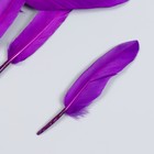 Набор декоративных перьев 60-150 мм (5 шт), светло-фиолетовый - фото 10330504