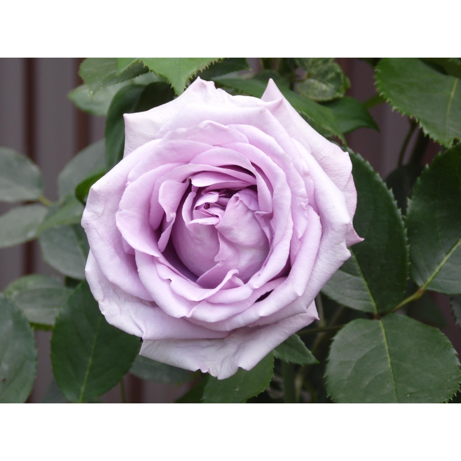 Плетистая роза индиголетта фото Плетистая роза индиголетта фото