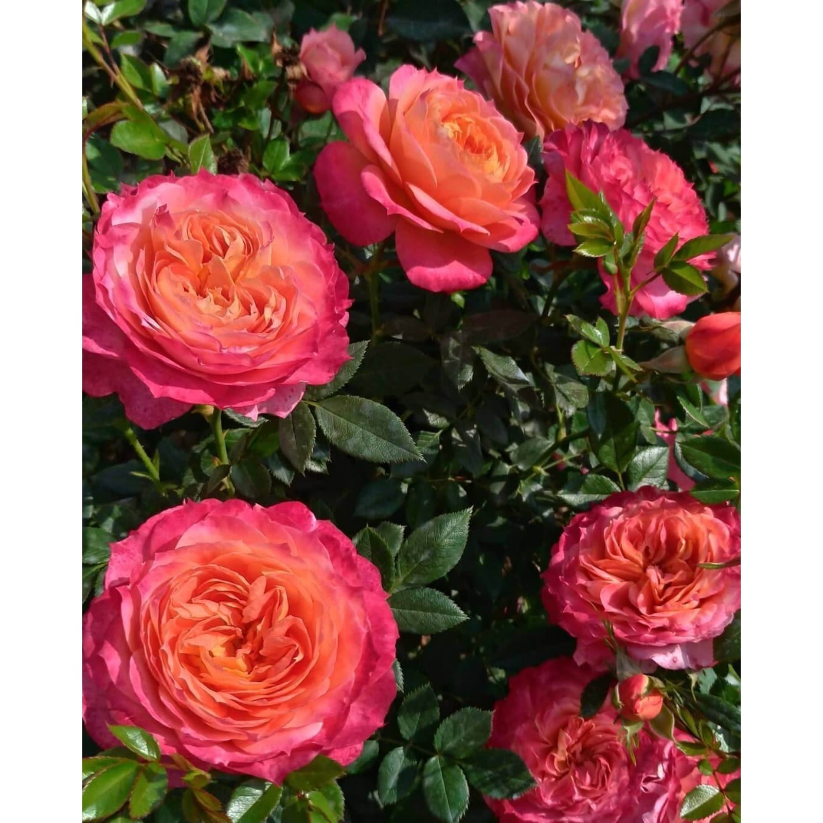 Саженец - купить с доставкой по выгодным ценам в интернет-магазине OZON (1187711