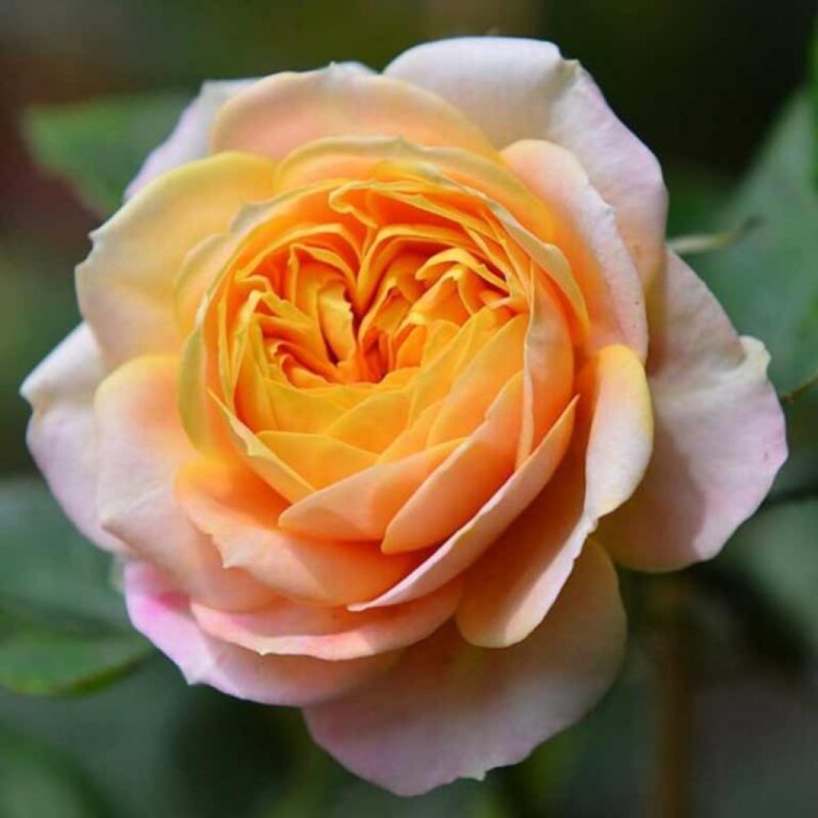 Саженец - купить с доставкой по выгодным ценам в интернет-магазине OZON (8466020