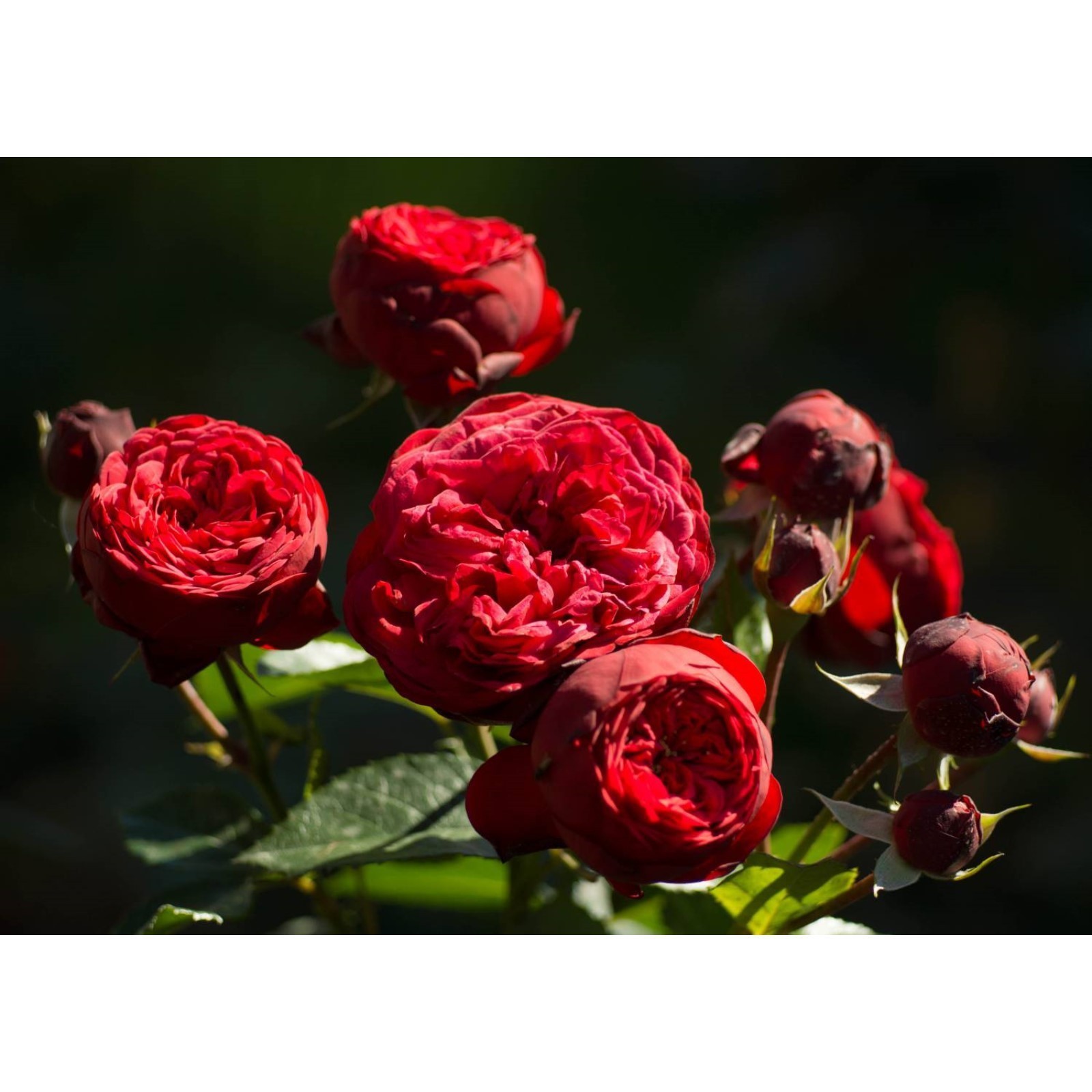 Ред пиано роза описание и фото отзывы Ред пиано роза описание и фото отзывы