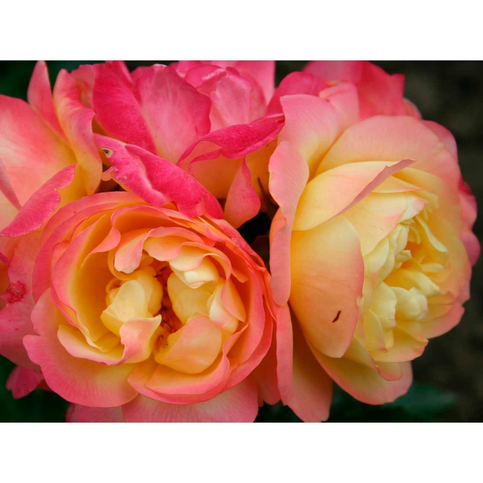 Саженец Роза Лампион (Rosa Lampion) купить в Москве по низкой цене из питомника,