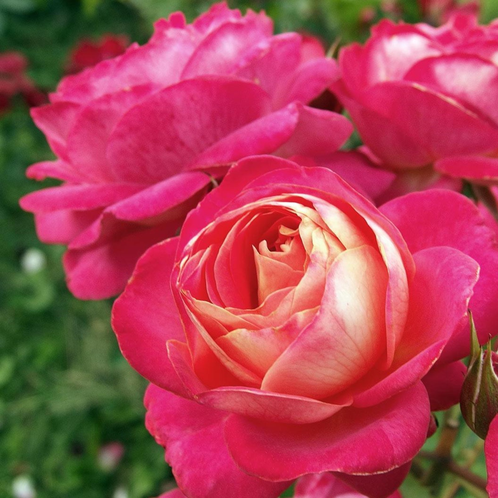 Роза мидсаммер фото и описание отзывы Роза мидсаммер фото и описание отзывы