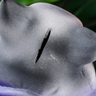 Копилка "Кот в мешке - Я не подарок, я сюрприз" серый с фиолетовым, 22см - Фото 7