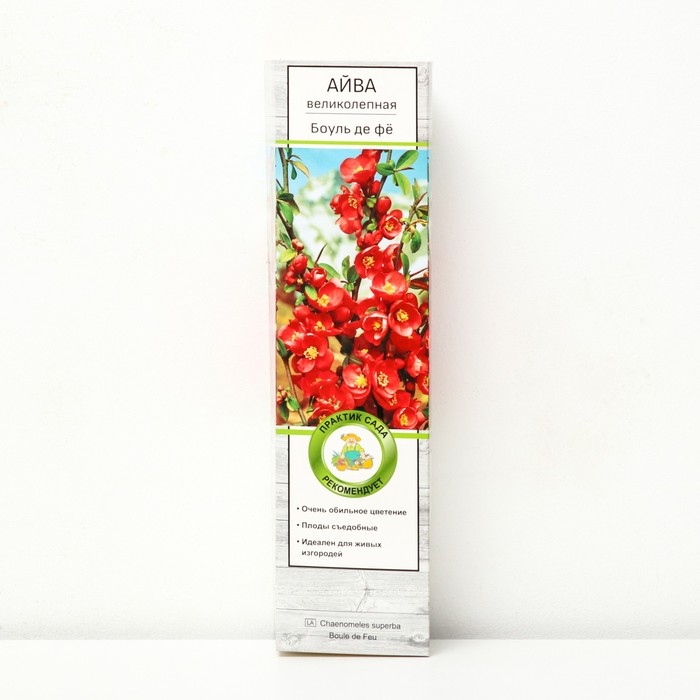 Айва великолепная (Хеномелес) Боуль де фё 1 шт., туба Весна 2026 - Фото 1
