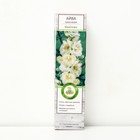 Айва красивая (Хеномелес) Юкиготен 1 шт., туба Весна 2026 - Фото 1