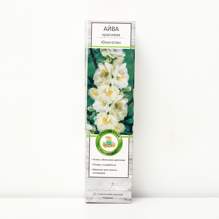 Айва красивая (Хеномелес) Юкиготен 1 шт., туба Весна 2026 - Фото 1