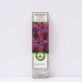 Барбарис Тунберга 