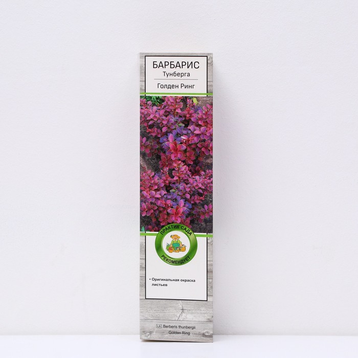 Барбарис Тунберга 