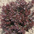 Барбарис Тунберга Люкс "Атропурпуреа Нана", 1 шт, туба, Весна 2024 9581364 - фото 8293062