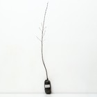 Береза повислая "Роял Фрост", 1 шт, туба, Весна 2025 9581370