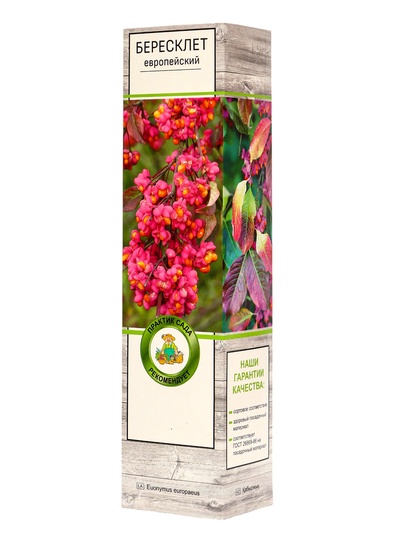 Бересклет европейский 1 шт., туба Весна 2026