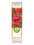 Бересклет европейский 1 шт., туба Весна 2026 - Фото 2