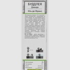 Буддлея Давида «Иль де Франс », саженец, 1 шт., туба - Фото 2