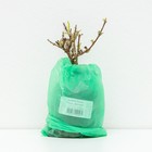 Буддлея Давида «Пинк Дилайт», саженец, 1 шт., туба - Фото 2