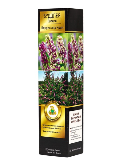 Саженец Буддлея Давида Люкс «Беррис энд Крим», декоративный, цветущий, 1 шт., туба