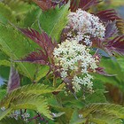 Бузина черная Люкс "Серенада", 1 шт, туба, Весна 2025 9581393 - фото 8293076