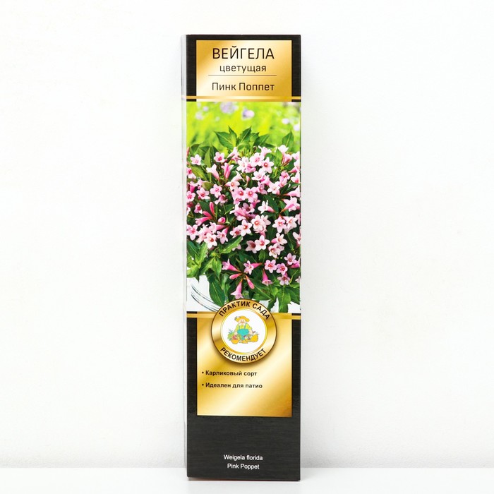 Вейгела цветущая Патио Люкс "Пинк Попет", 1 шт, туба, Весна 2025 - Фото 1