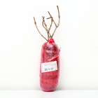 Вейгела цветущая Патио Люкс "Пинк Попет", 1 шт, туба, Весна 2025 - Фото 2