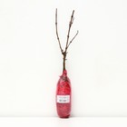 Вейгела цветущая Люкс "Александра", 1 шт, туба, Весна 2024 - Фото 2