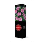 Гибискус сирийский Люкс "Вудбридж", 1 шт, туба, Весна 2025 - Фото 3