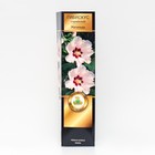 Гибискус сирийский Люкс "Матильда", 1 шт, туба, Весна 2025 - Фото 1